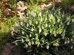 fr&uuml;hling