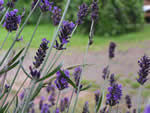lavendel