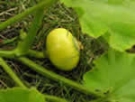 Kürbis1