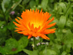 Ringelblume
