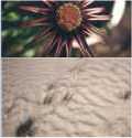 Watt Blume